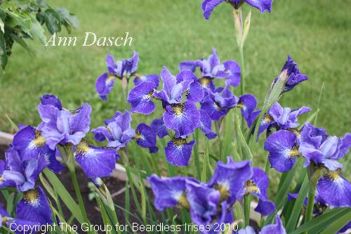 Ann Dasch 